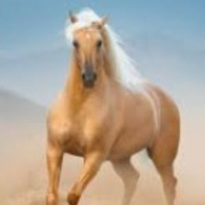 Meet your Posher, Alana